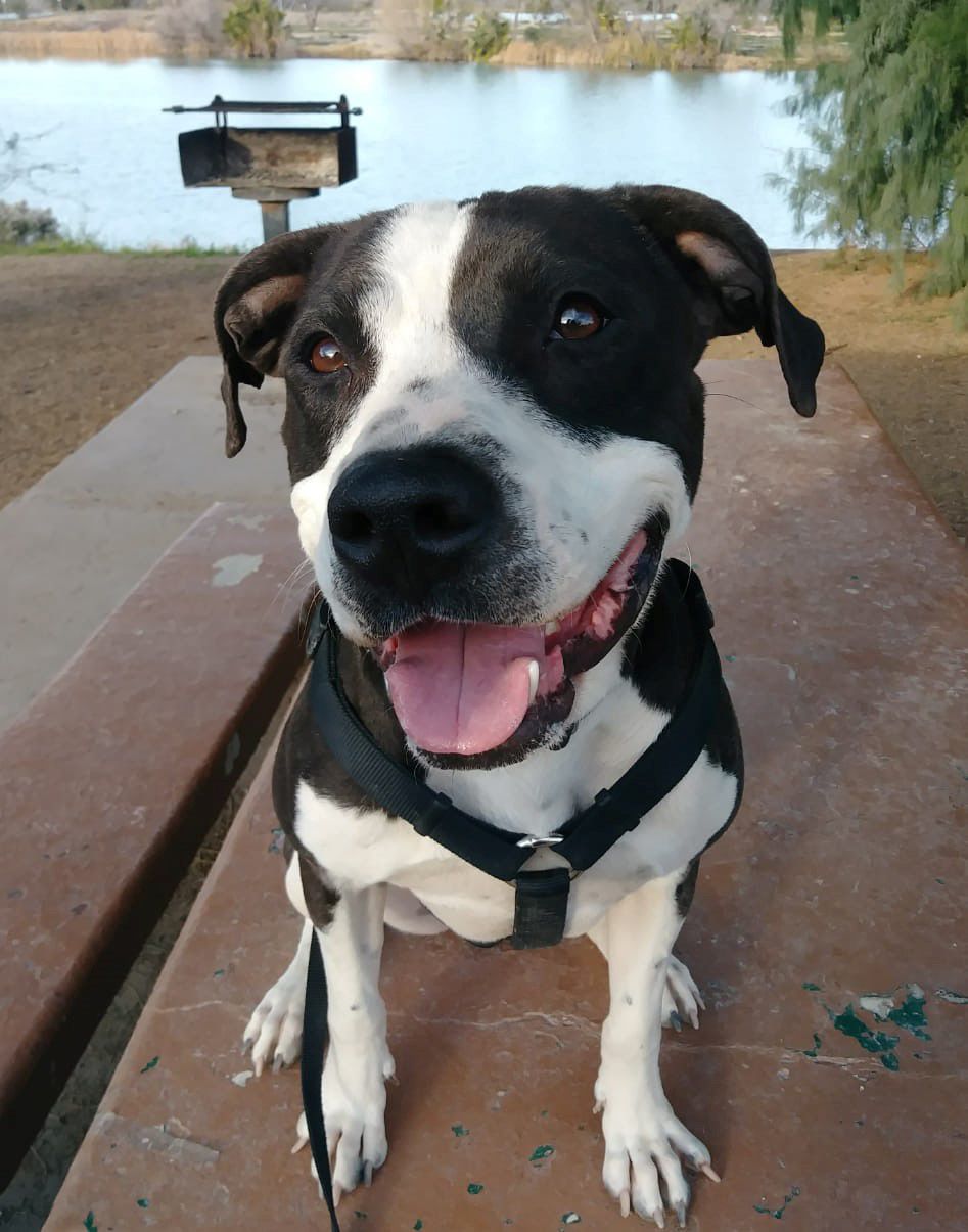 Adopt a friend: Diva